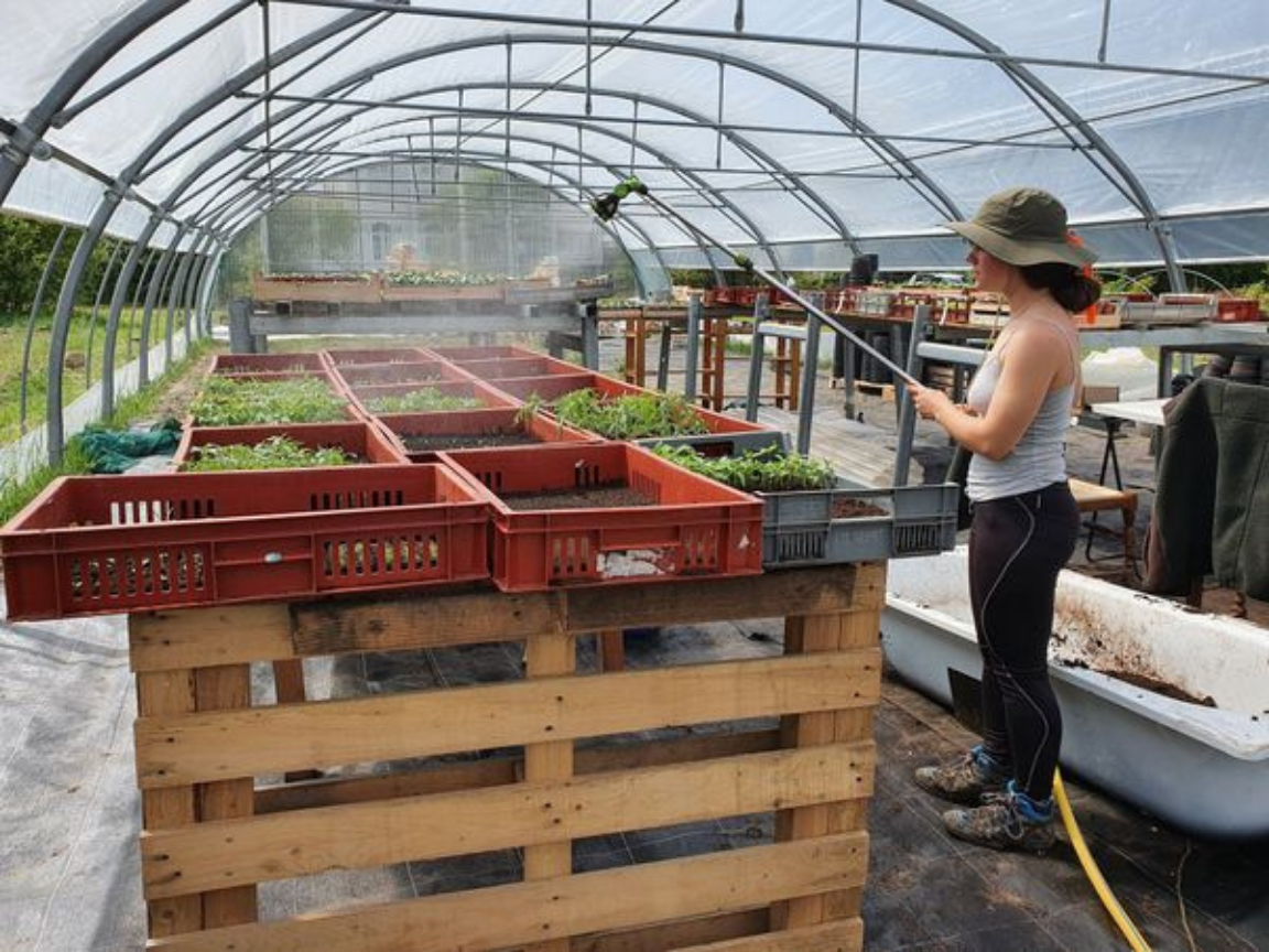 Productrice arrosant les jeunes plants sous serre